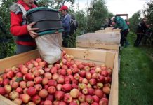 Spania recrutează 50 de culegători de fructe