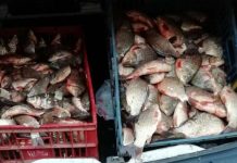 Șofer prins cu sute de kilograme de pește fără acte