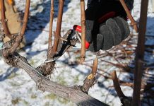 Agricultura pe înțelesul tuturor – Lucrări agricole în repausul vegetativ