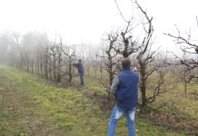 Agricultura pe înțelesul tuturor – Lucrări agricole în livada și via aflate în repausul vegetativ