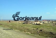 Scandal între doi ciobani, la Ursați