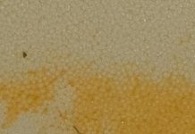 O pacientă de la Boli Infecțioase a refuzat hrana după ce a găsit o goangă în ciorbă!