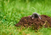 Agricultura pe înțelesul tuturor – N-ar trebui să ucidem cârtița