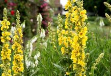 Lumânărică (Verbascum phlomoides) – beneficii şi proprietăţi