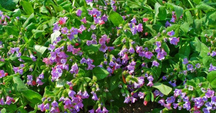 plamanarica-pulmonaria-officinalis