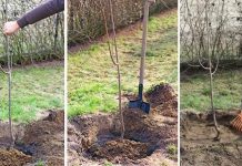 Agricultura pe înțelesul tuturor – Plantarea corectă a pomilor fructiferi