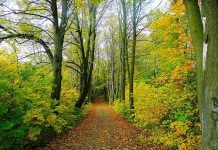 APIA: Plăți pentru beneficiarii Măsurii M15