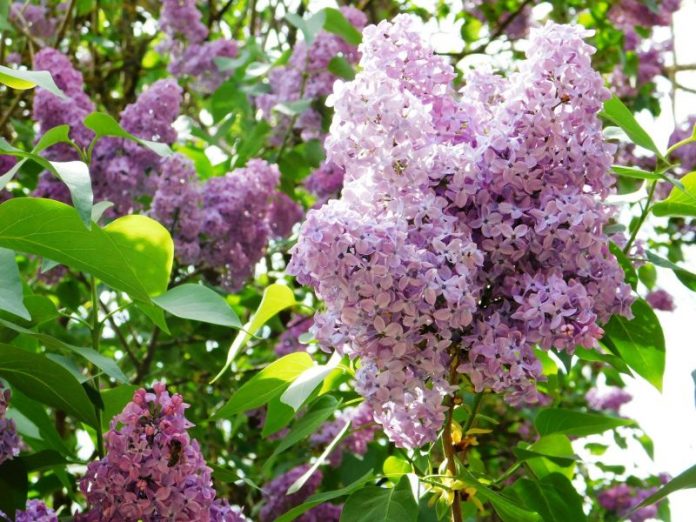 95927999_540138350195798_5137619444020805632_n