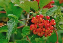 Călinul (Viburnum opulus) – beneficii şi proprietăţi