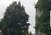 Tei nemarcați, tăiați în Motru! Ecologiștii critică ciopârțirea și neplantarea niciunui copac de 4 ani