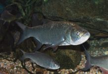 Aviz pescarilor! Jiul, populat cu o specie de pește nemaintâlnită de 50 de ani