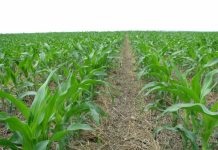 Agricultura pe înțelesul tuturor – Vine vara secetoasă