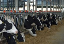 Primarii au mână liberă să închidă fermele de animale