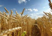 Statul cumpără de urgență grâu. Achiziții și în Gorj!