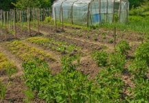 Agricultura pe înțelesul tuturor – Vine vara secetoasă