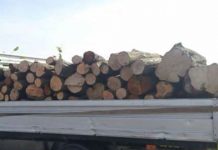 Furt de lemne, descoperit de polițiști în urma unui control în trafic