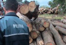 Rețineri în dosarul Mafia pădurilor din Gorj: Șef de ocol silvic, un afacerist, dar și pădurari, în arest