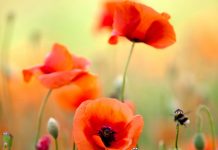 Macul (Papaver rhoeas) – beneficii şi proprietăţi