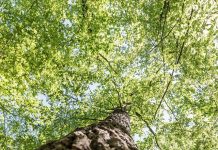 Doi jurnaliști și un activist de mediu, bătuți în timp ce filmau tăierile ilegale de pădure!