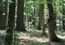 Fără tăieri de lemn în pădurile seculare din Gorj