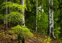 Ministrul Mediului: Suprafeţe dublate pentru pădurile virgine din Gorj