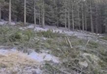 Video: Se taie pădurea la Rânca! Corpul de Control al Romsilva, chemat la fața locului