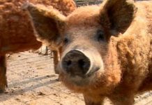 Nici un gorjean nu mai crește porci rasa Mangalița!
