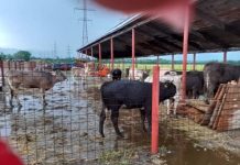 Video: Târgul săptămânal din Tismana, transformat ilegal în obor de vite!