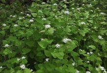Usturoița (Alliaria Officinalis) – beneficii și proprietăți