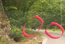 VIDEO: Jandarmii din Runcu s-au întâlnit cu o ursoaică și doi pui, pe Valea Susenilor