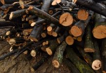 Pădurar reținut în urma unei percheziții