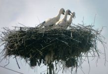 Cu toată pandemia din acest an – „Juniorii” se antrenează