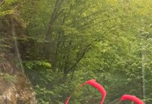 O ursoaică și doi pui, surprinși de jandarmii din Runcu, pe mijlocul drumului