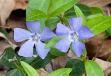 Saschiul (Vinca minor) – beneficii și proprietăți