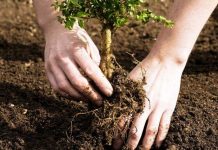 Sesiune prelungită pentru două măsuri din PNDR 2020