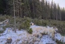 Video: Ministerul Mediului, Apelor și Pădurilor a pierdut pădurea tăiată din Rânca!