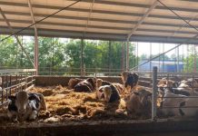 Fermierii din Federația Pro Agro îi solicită lui Iohannis să nu promulge ,,Legea mirosurilor”