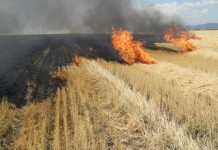 Fermierii gorjeni care ard miriștile rămân fără fondurile de la APIA