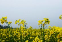 Muştarul (Brassicaceae alba/nigra/juncea) – beneficii şi proprietăţi