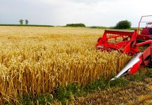 Agricultura pe înțelesul tuturor – Să ne pregătim de recoltat păioasele