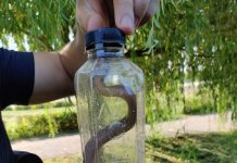 Viperă capturată într-o stație de taxi din Târgu-Jiu