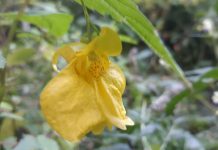 Slăbănog (Impatiens noli-tangere) – beneficii și proprietăți