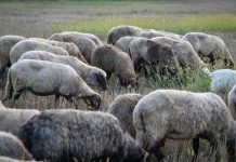 APIA efectuează plata ajutorului de stat în sectorul creşterii animalelor