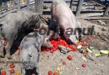 Pedepse cu executare într-un dosar de fraudare a APIA Gorj!