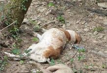 Câini otrăviți în comuna Bălănești! Polițiștii au demarat o anchetă