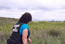 Controale în Gorj și amenzi pentru cei care nu au stârpit ambrozia