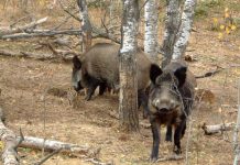 Noi cazuri de pestă porcină, în Gorj