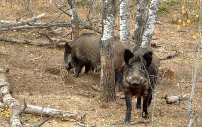 Noi cazuri de pestă porcină, în Gorj