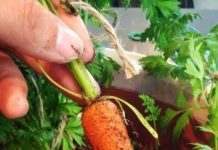 Agricultura pe înțelesul tuturor – Bolile și dăunătorii morcovului