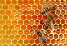 Prelungire pentru depunerea cererilor de plată aferente Programului Apicol